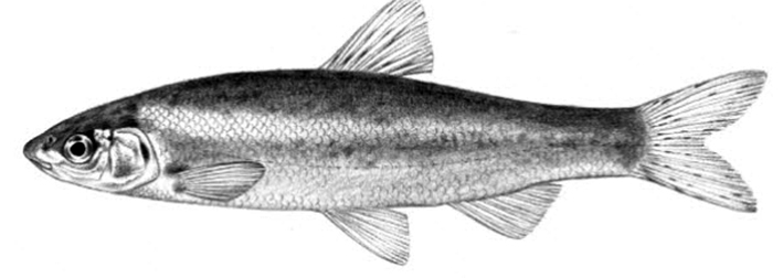 Iberochondrostoma lemmingii_01.jpg